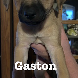 Thumbnail photo of GASTON #1