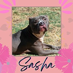 Thumbnail photo of Sasha #4