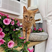 adopt a pet