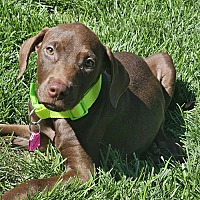 adopt a pet