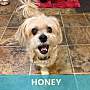 HONEY - Mixed Breed (Small) available for adoption