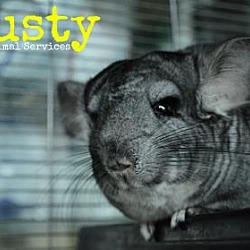 Photo of Dusty