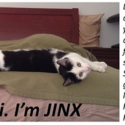 Thumbnail photo of Jinx #3