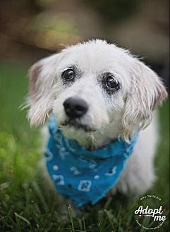 petsmart allergy medicine for dogs