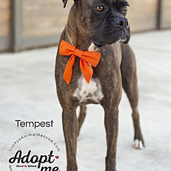 Thumbnail photo of Tempest #4