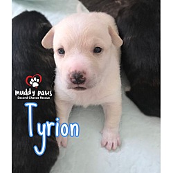 Photo of Game of Thrones Litter: Tyrion ADOPTION PENDING