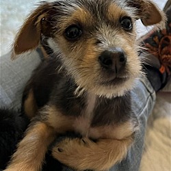 Photo of Spike a Dachshund mix puppy