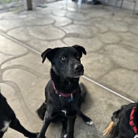 adopt a pet