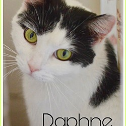 Thumbnail photo of Daphne (bonded Lucky) Willow Grove (1/26/24-111) #1