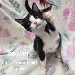 Thumbnail photo of Baxter #1