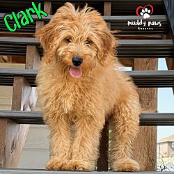 Thumbnail photo of Clark - ABC Litter No Longer Accepting Applications #1