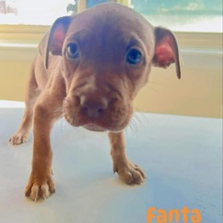 Thumbnail photo of Slurpee Puppy: Fanta #4