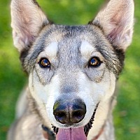 adopt-pet