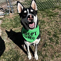 adopt a pet