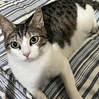 adopt a pet