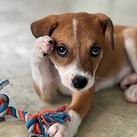 adopt a pet