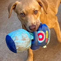 adopt a pet