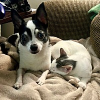 adopt a pet