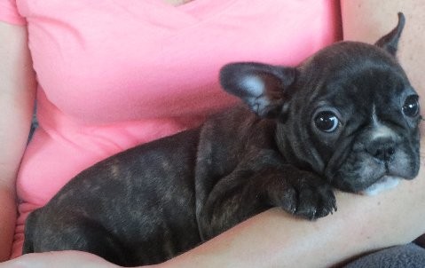 Salem Nh French Bulldog Meet Wilson A Pet For Adoption