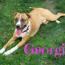 Thumbnail photo of Georgie #1