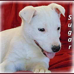Thumbnail photo of Sugar-Adoption Pending #3