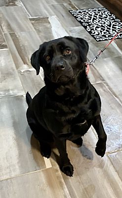 Angola, NY - Labrador Retriever. Meet Ruby a Pet for Adoption ...