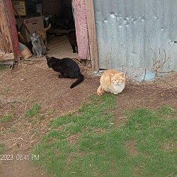 Thumbnail photo of BARN CATS/KITTENS #2