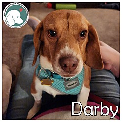 Photo of Darby