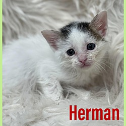 Photo of Herman