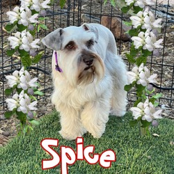 Thumbnail photo of Spice #2