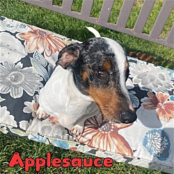 Thumbnail photo of Applesauce #2