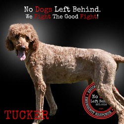 Thumbnail photo of Tucker 7395 #4