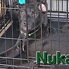 Adopt A Pet :: Nuka - Locust Grove, GA