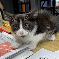 adopt a pet