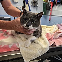 adopt a pet