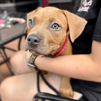 adopt a pet