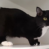 adopt-pet