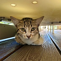 adopt a pet