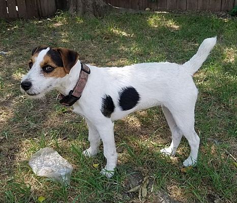 jack russell houston