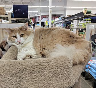 Petsmart kennedy best sale commons phone number