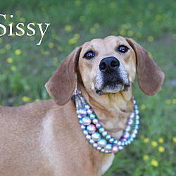 Thumbnail photo of Sissy #4