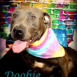Thumbnail photo of Doobie~adopted! #3