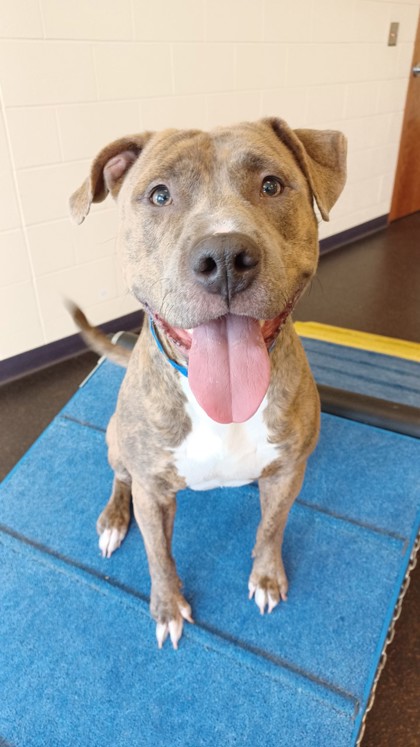 Westland, MI - American Pit Bull Terrier. Meet Avery a Pet for Adoption ...