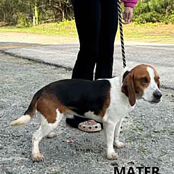 Thumbnail photo of Mater #1