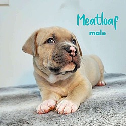 Thumbnail photo of Meatloaf - M Litter - AVAILABLE #2