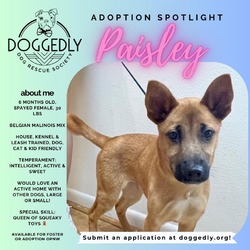Thumbnail photo of Paisley #3