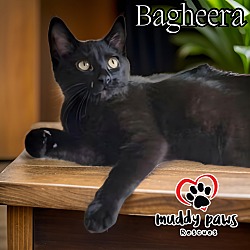 Photo of Bagheera