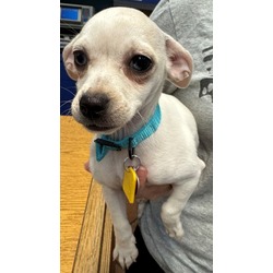 Photo of Indy - AVAILABLE