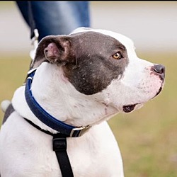 Thumbnail photo of Buster - Foster to Adopt #4