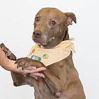 adopt a pet